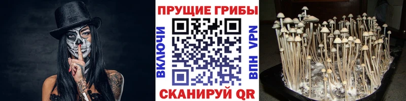 blacksprut вход  Чкаловск  Псилоцибиновые грибы прущие грибы 